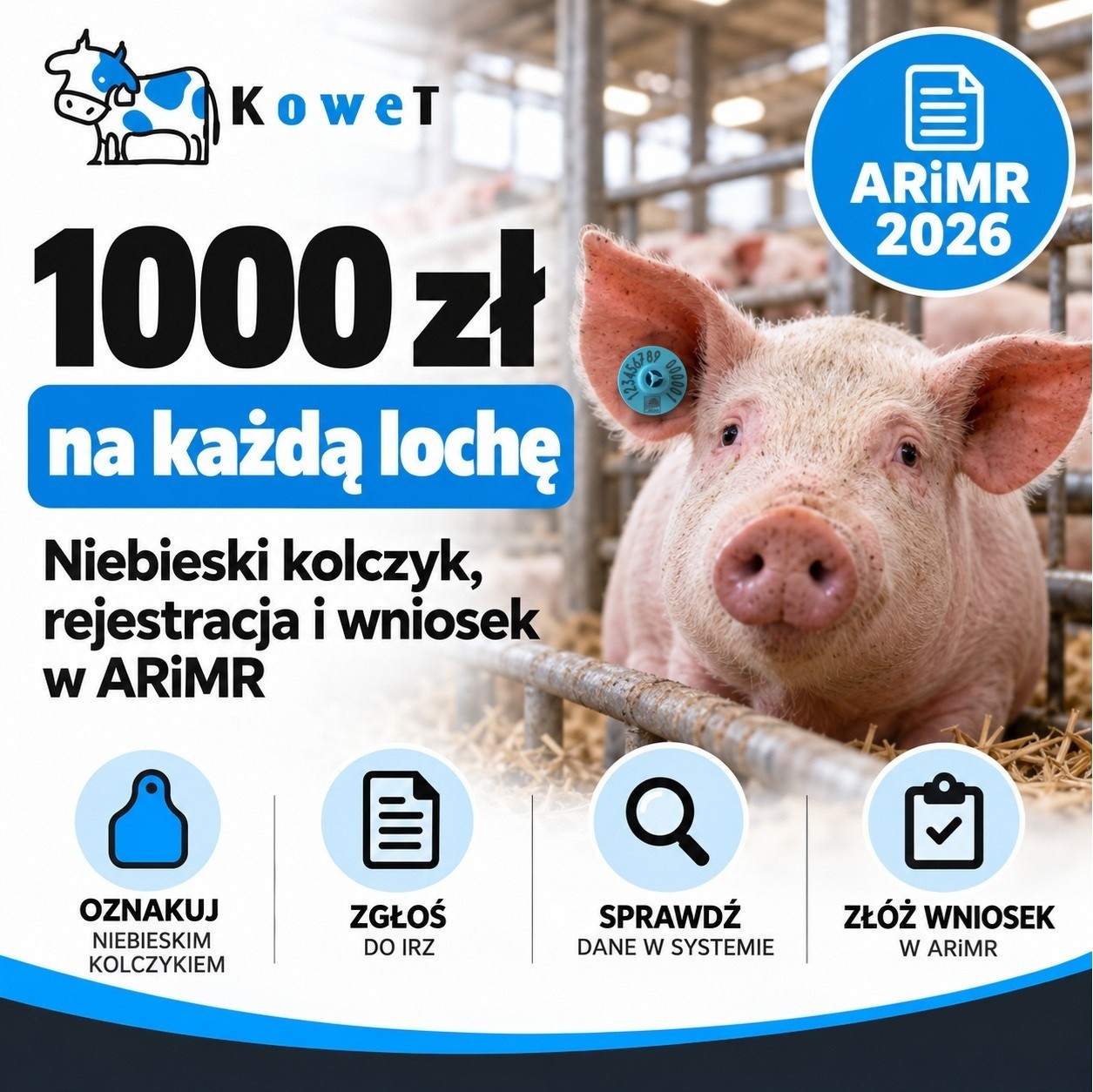 1000 zł na każdą zarejestrowaną lochę. Wnioski od 22 października 2026 – sprawdź kolczyk i IRZplus